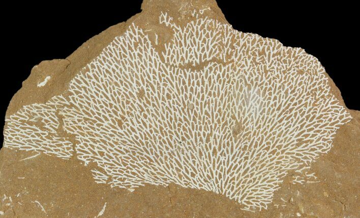 Ordovician Bryozoans (Chasmatopora) Plate - Estonia #89752